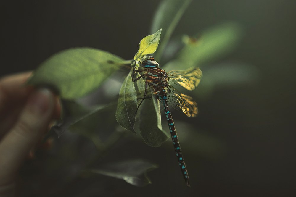 Photograph by Erika Tsogoeva