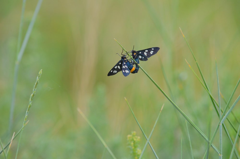 Photograph by РАСУЛ БОТАШЕВ