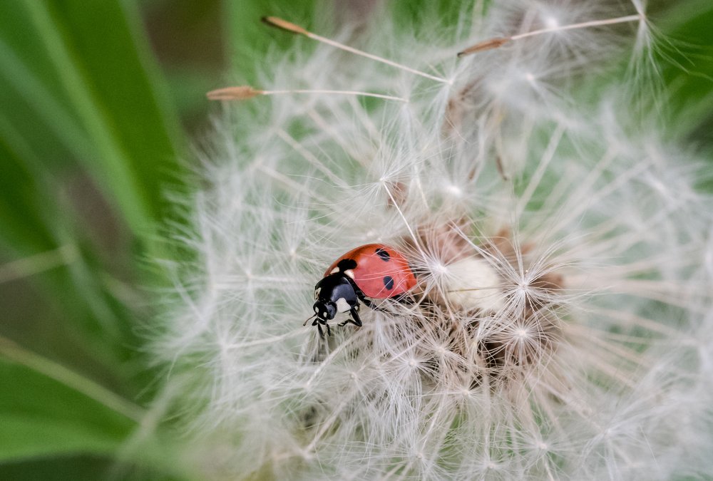 Photograph by Ирина Моросеева