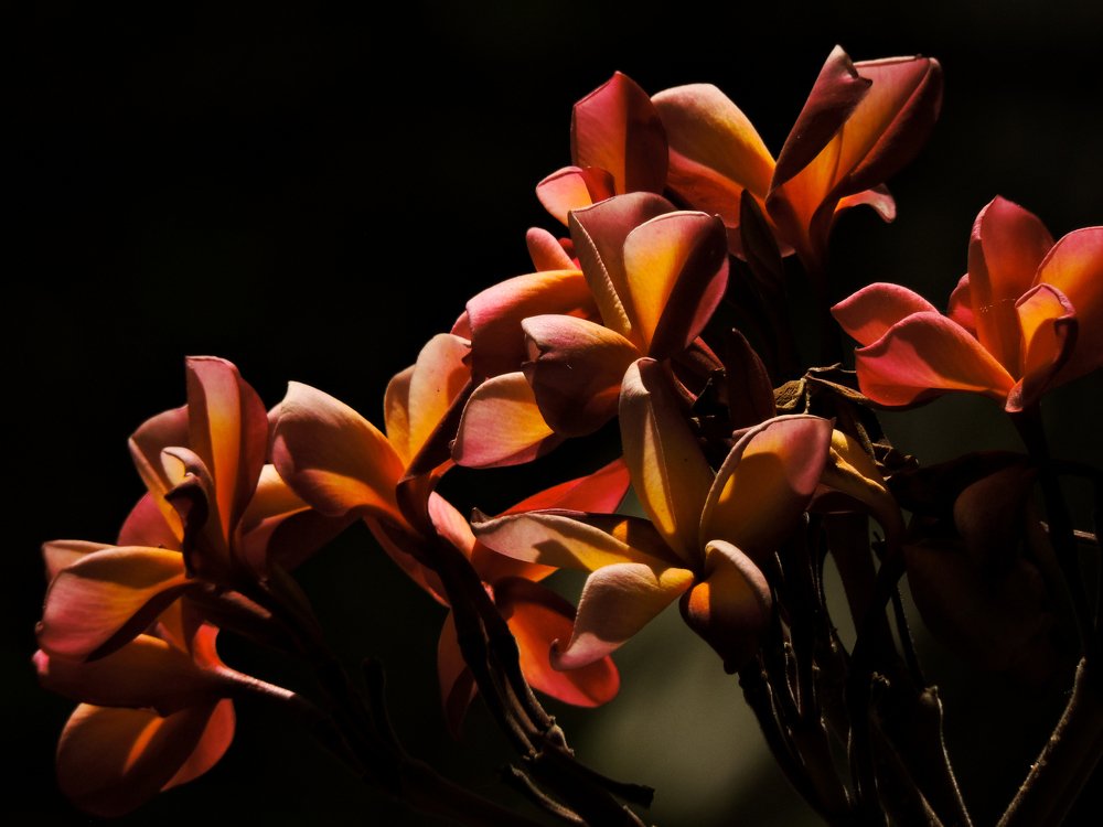 Photograph by Govindraj Kamareddy