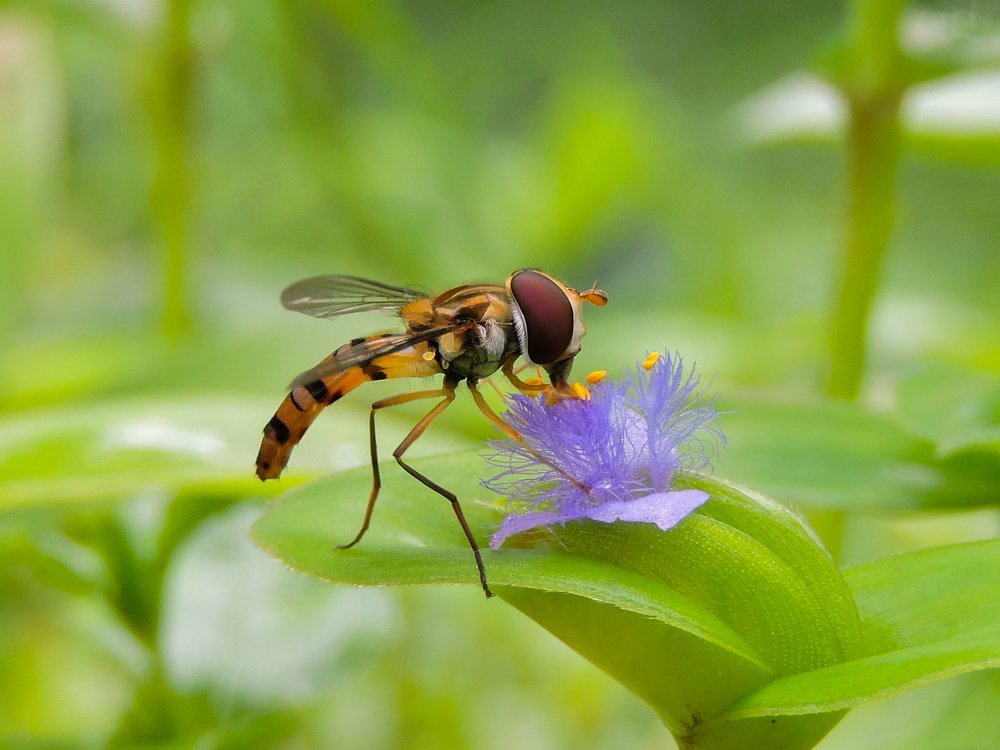 The pollen thief