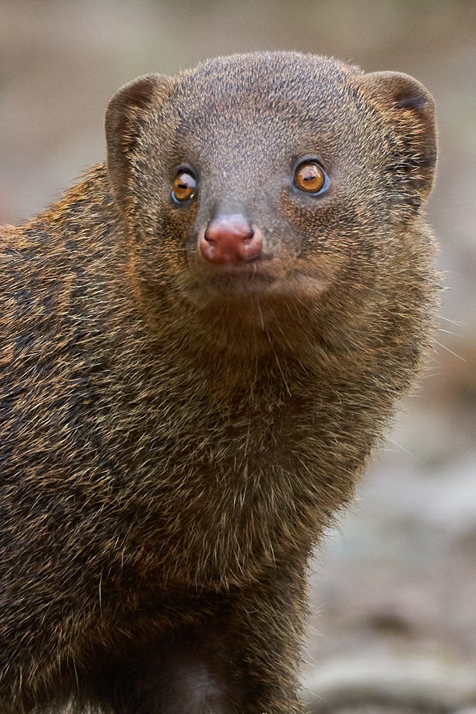 Photograph by Kushan Madushanka Sonnadara