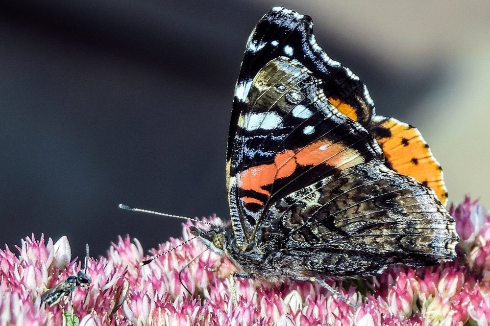 Полянка на двоих