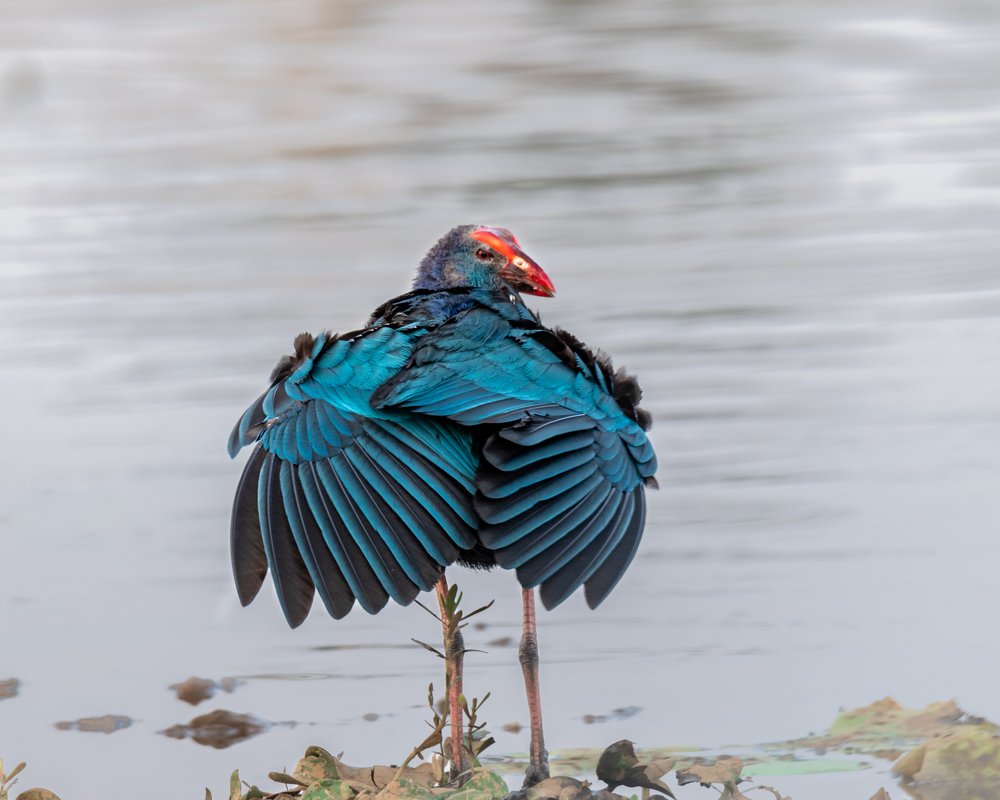 Spread my wings and flyaway - Swamphen