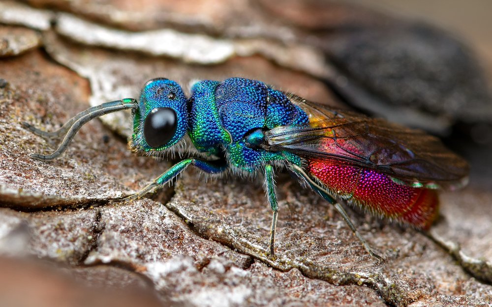 Cuckoo wasp