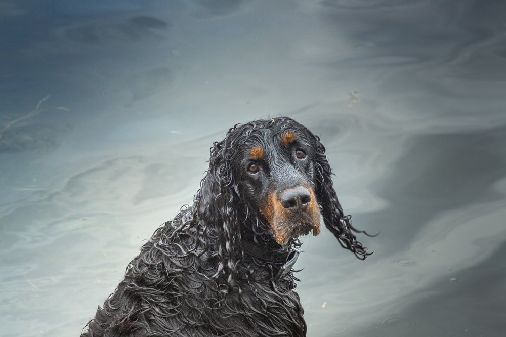 Портрет друга