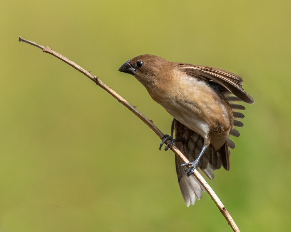 Learning Yoga at early stage of Life - Juvenile Scally Breasted Munia
