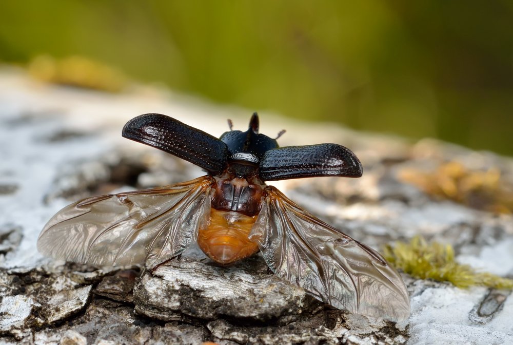Навстречу закату