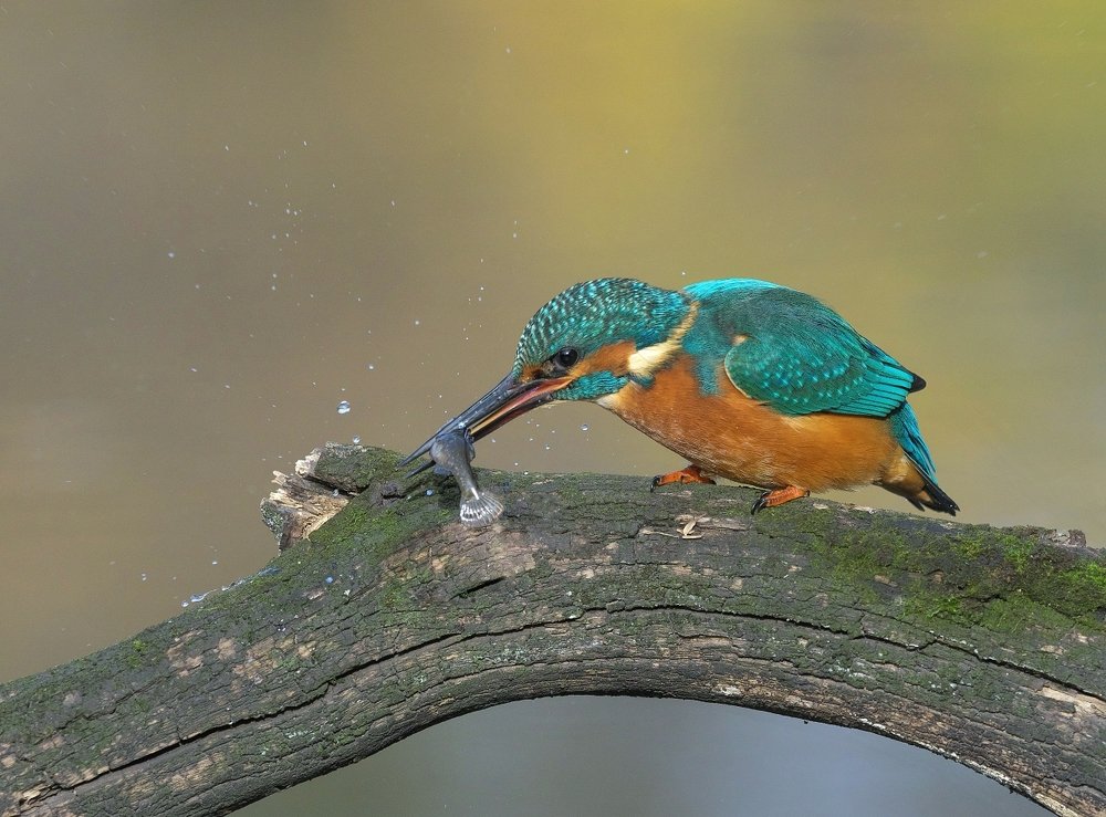 Брызги в сторону