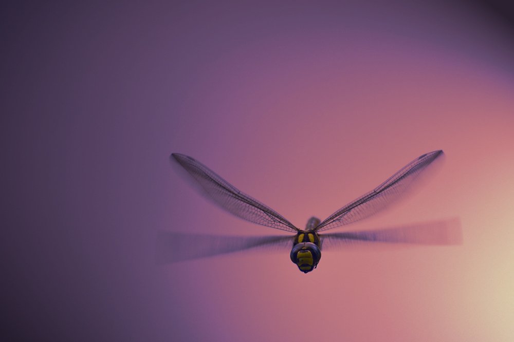 Photograph by Monika Biolik