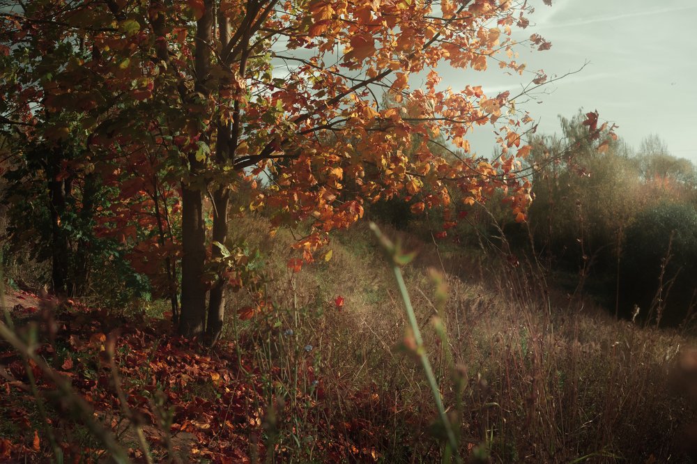 Октябрьская опушка