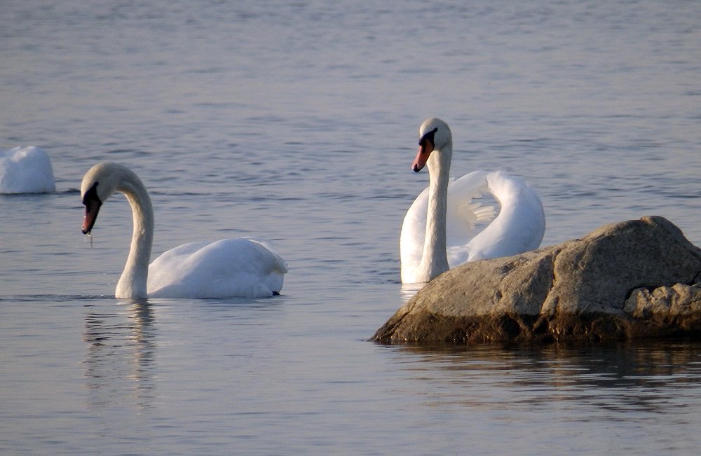 Photograph by Ирина Арканова