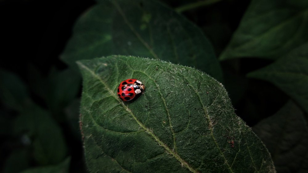 PUNTOS DE BUENA SUERTE