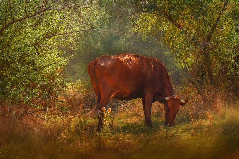 Фотография автора Светлана Лукьянова