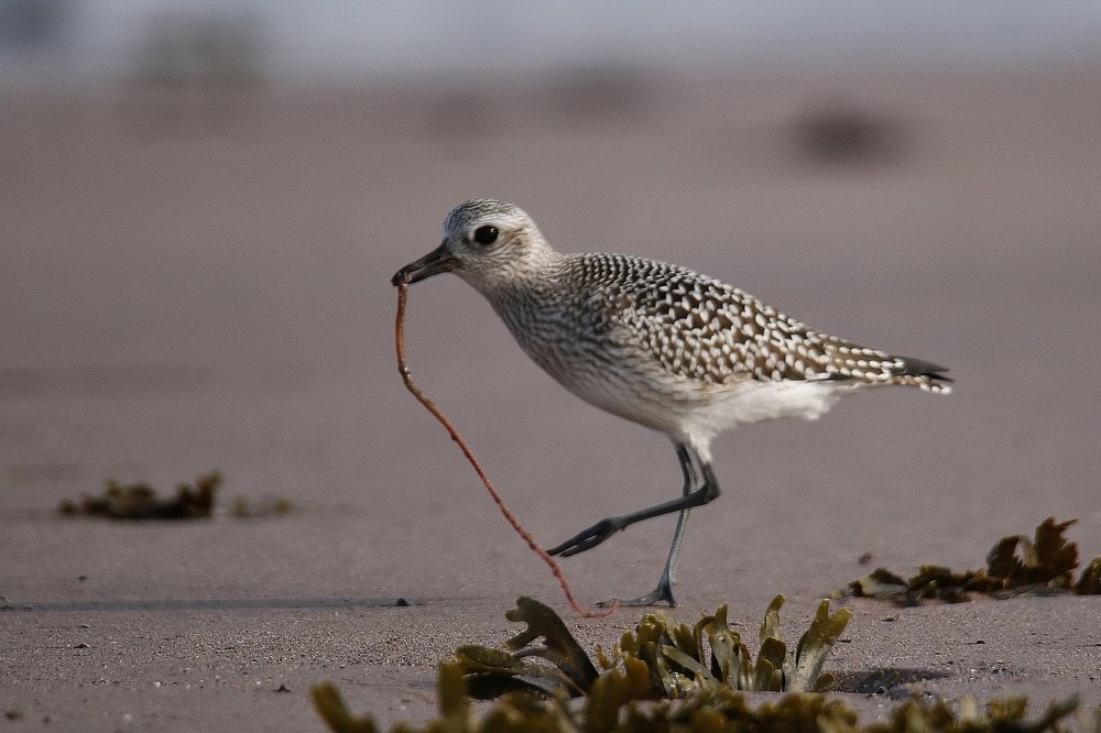 Photograph by philippe lahiton