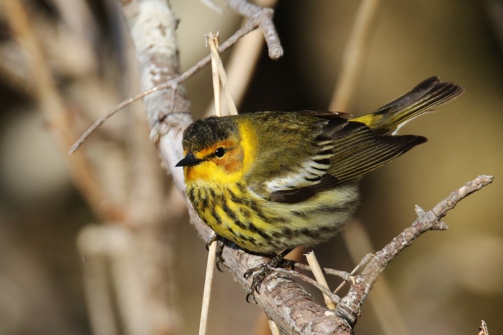 Photograph by philippe lahiton