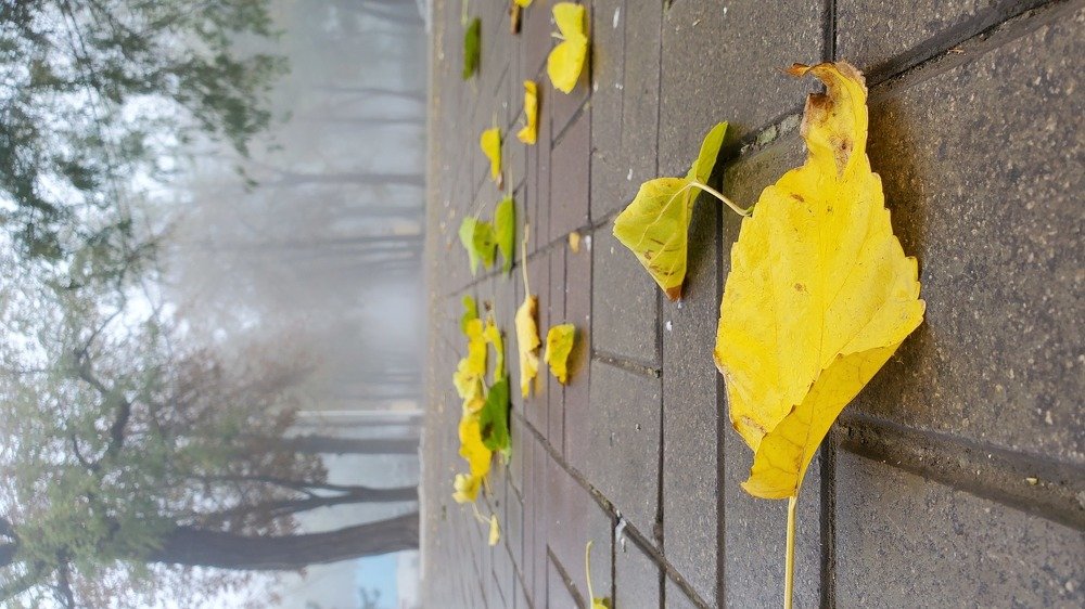 Photo #5260244