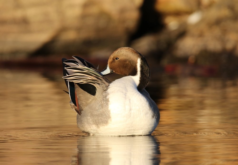 mal et femelle canard pilet