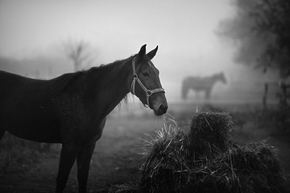 Photograph by Goran Jordanski