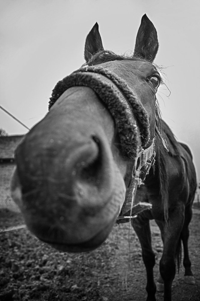 Photograph by Goran Jordanski