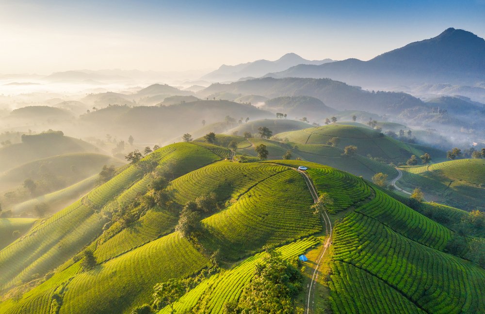 Tea hills in Phutho province (Vietnam)