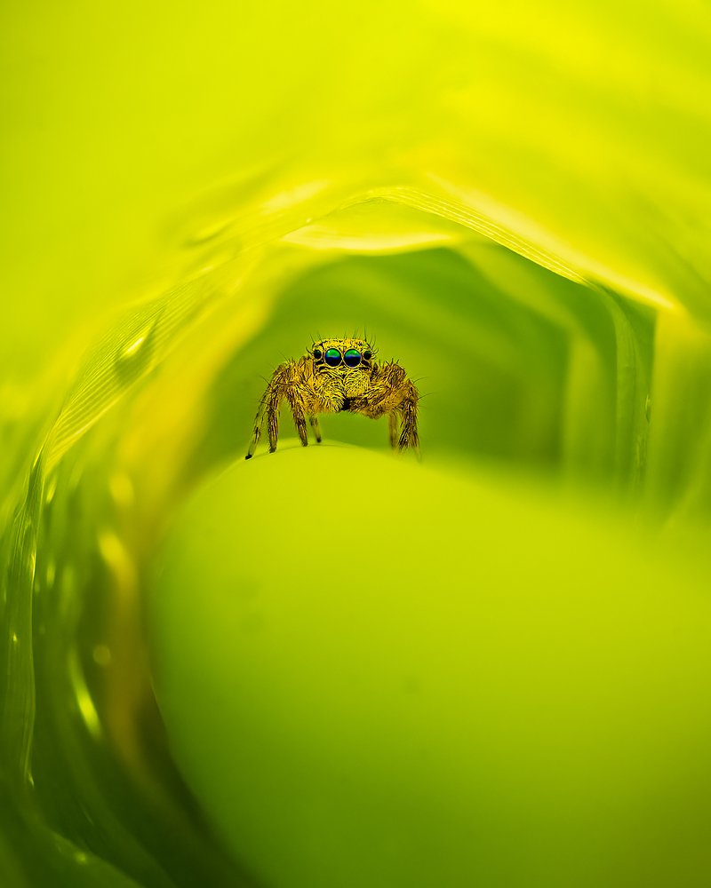 Jumping Spider