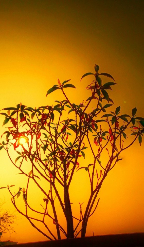 Photograph by Sheikh Md. Ebrahim