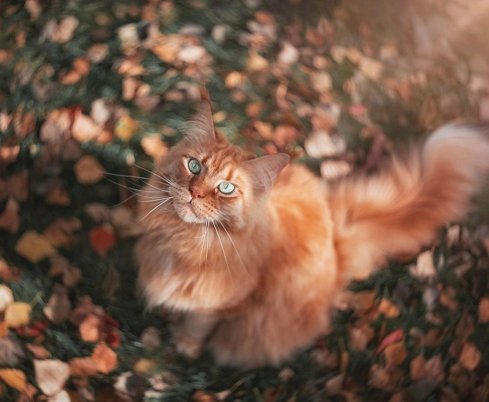 В красках осени