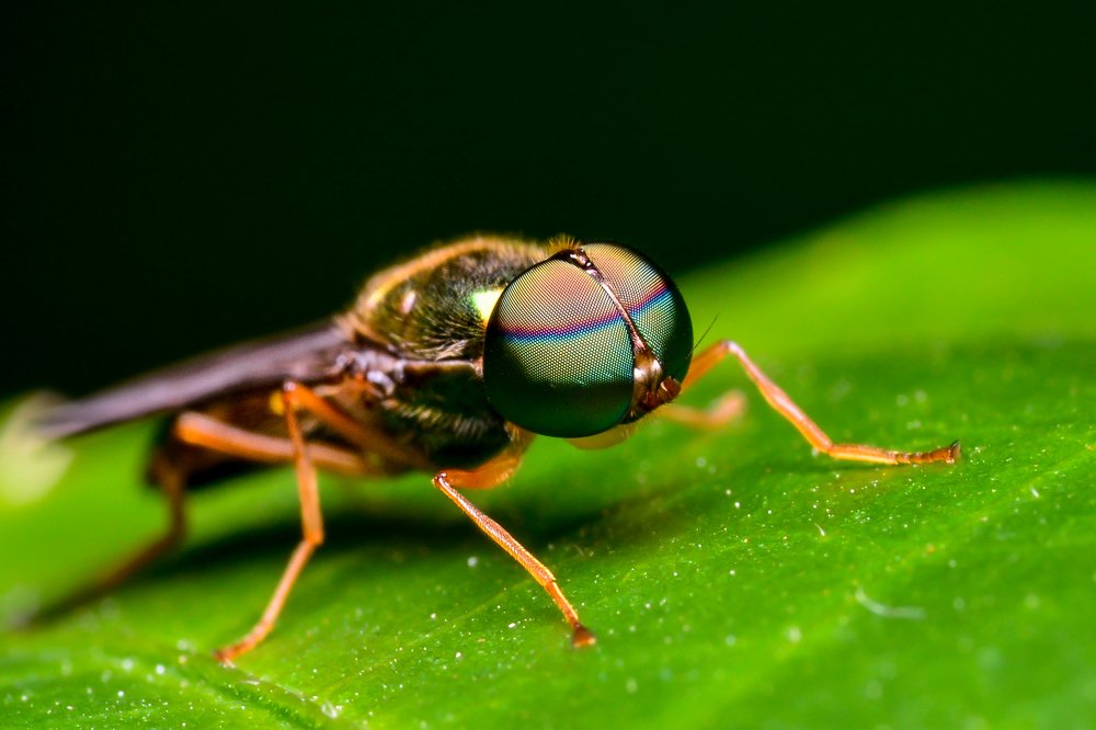 Photograph by debasish pal