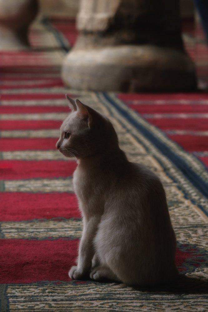 Фотография автора hisham tawhid