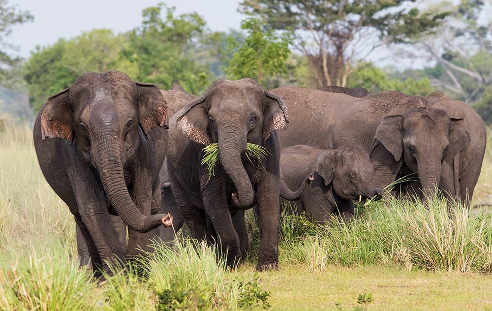 Photograph by Harsha Matarage