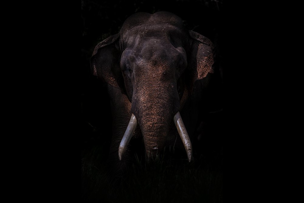 Photograph by Harsha Matarage