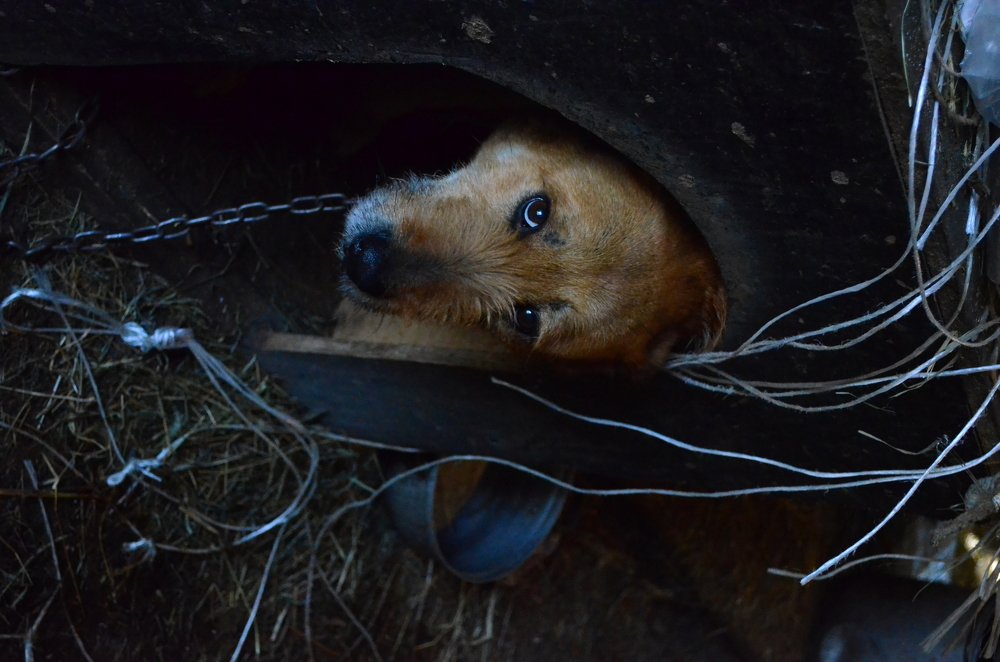 Photograph by Наталия Анущенко