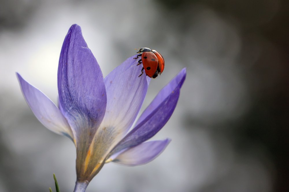 Photograph by Selma Kotancı