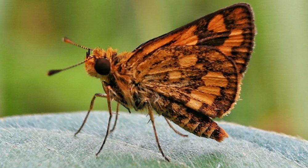 Photograph by Chris Codoy