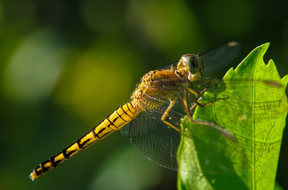 Photograph by Chris Codoy