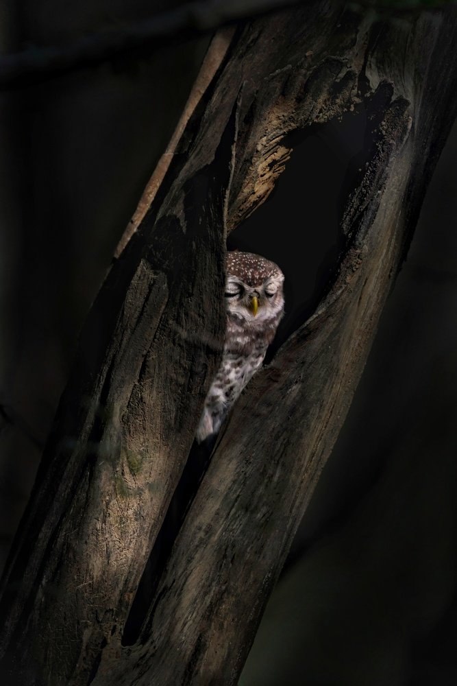 Photograph by Rajesh Sharma