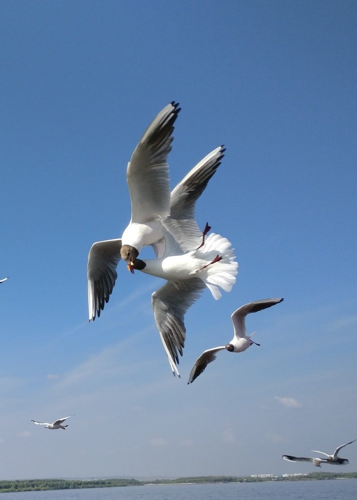 Photo #5261112