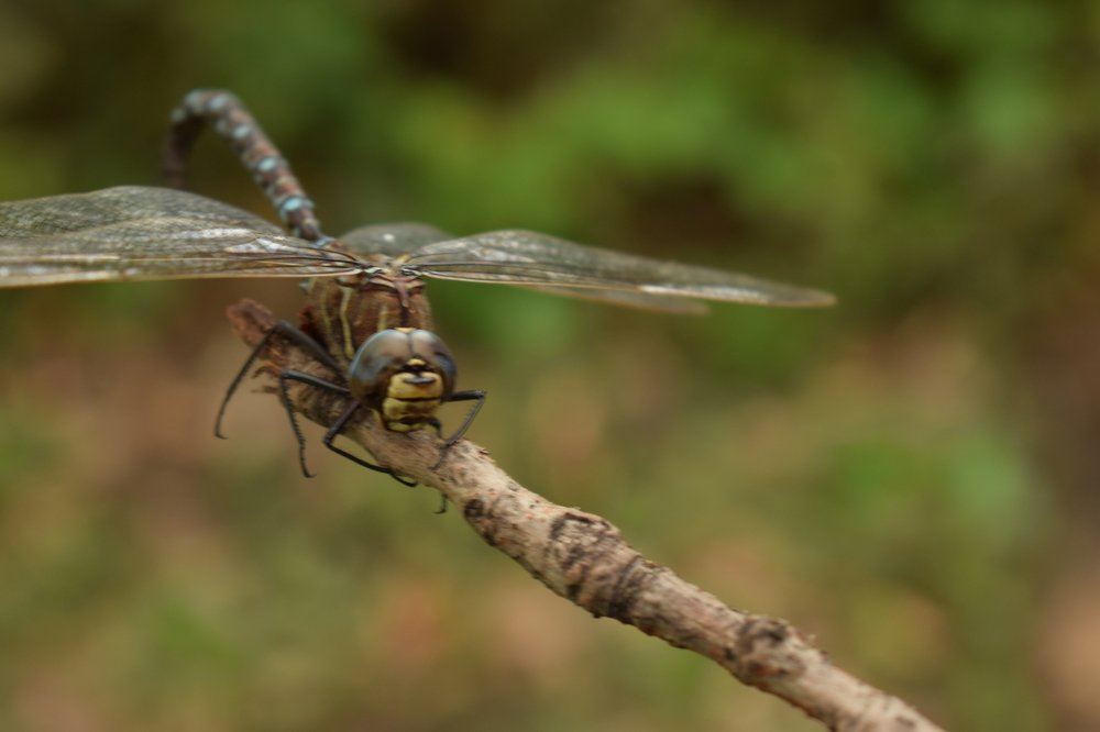 Photograph by Анастасия Нагайцева