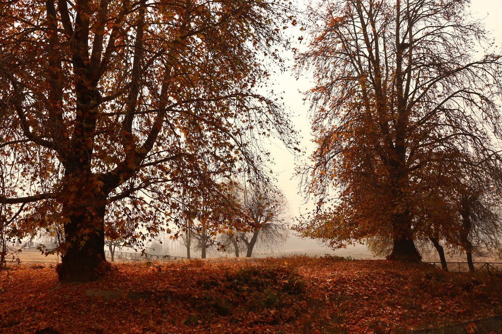 View of Chinar in Kashmir