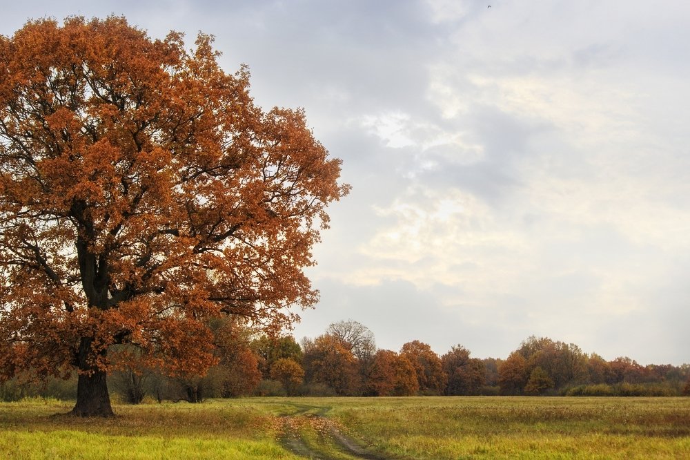 Photograph by Ирина Приходько