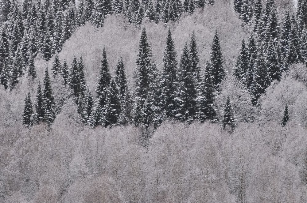 Зима в лесу