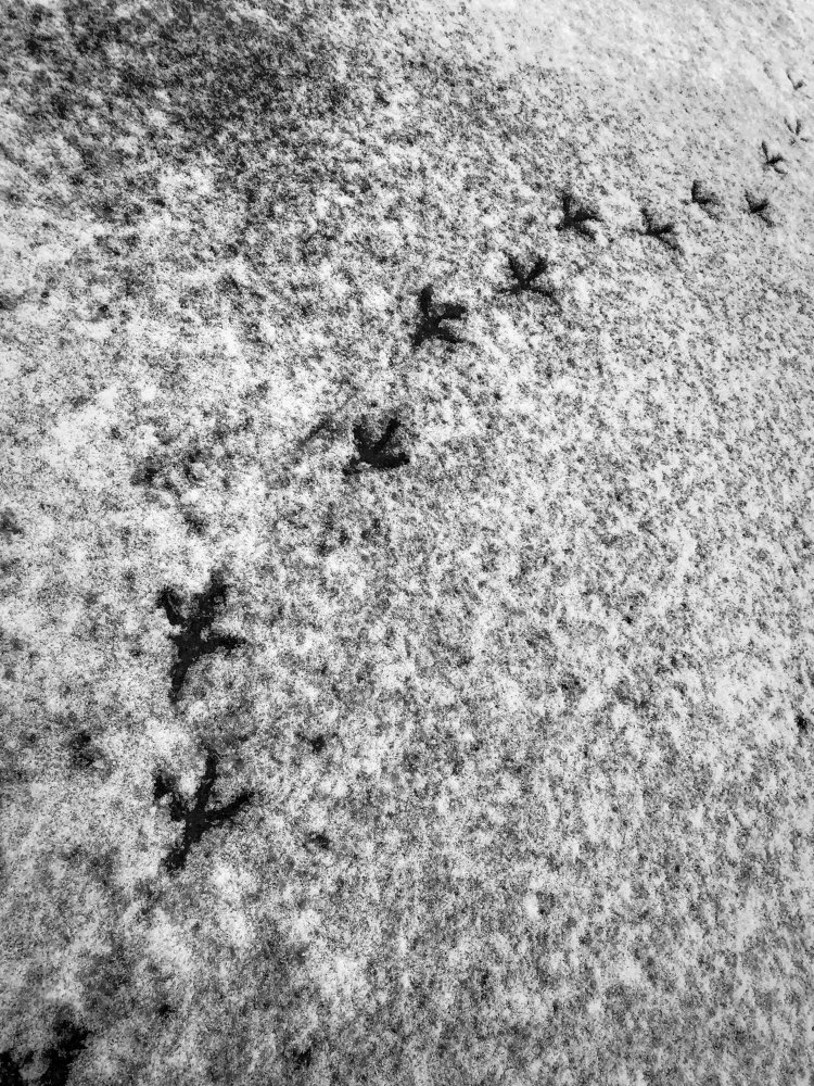 Photograph by Александр Пиленгас