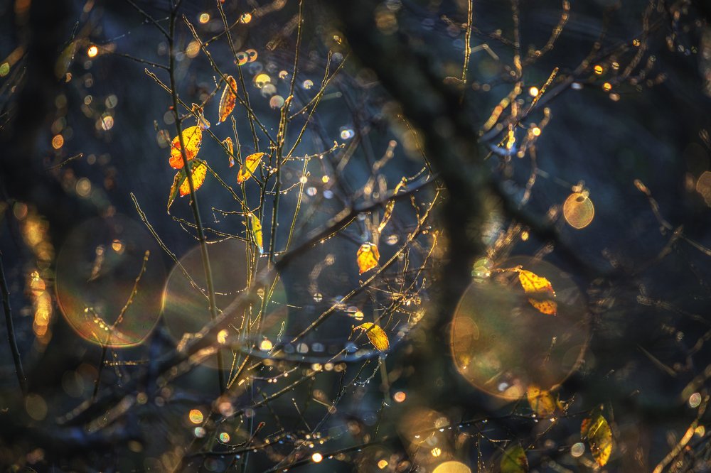 Autumnal light and colors