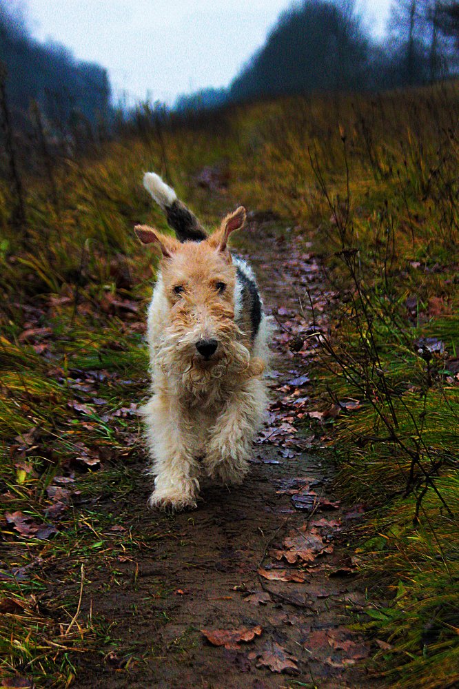 Танки грязи не боятся!