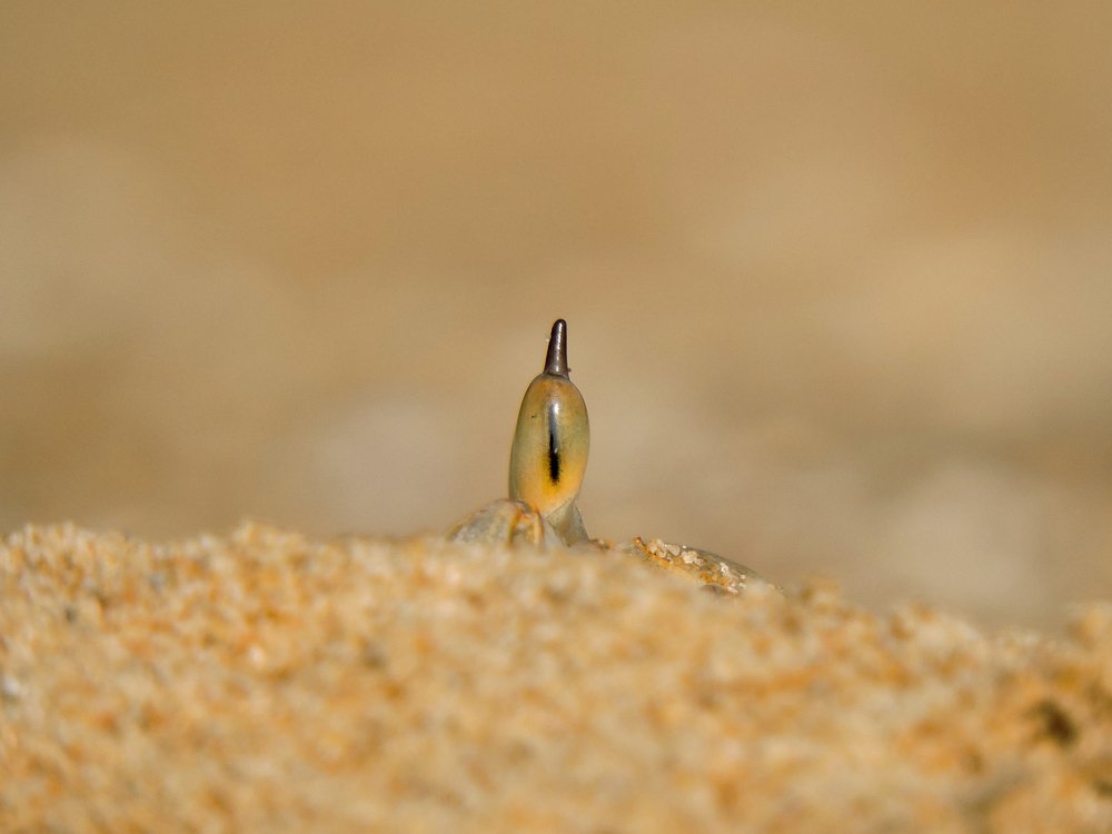 The vigilant eye