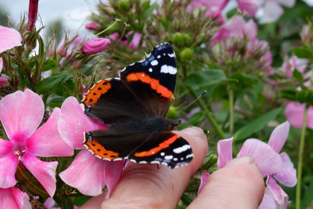 Фотография автора Наталья Липовская