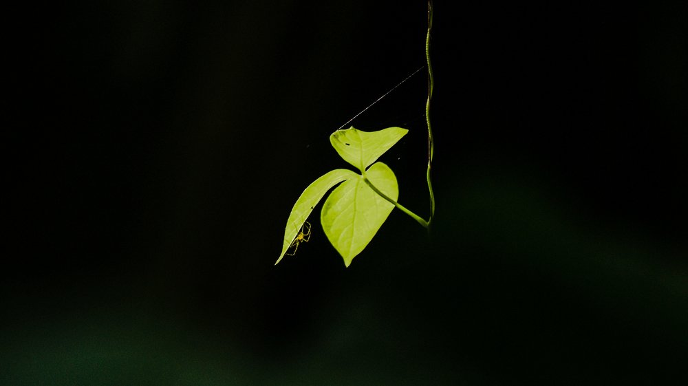 Photograph by Prithes Adhikary