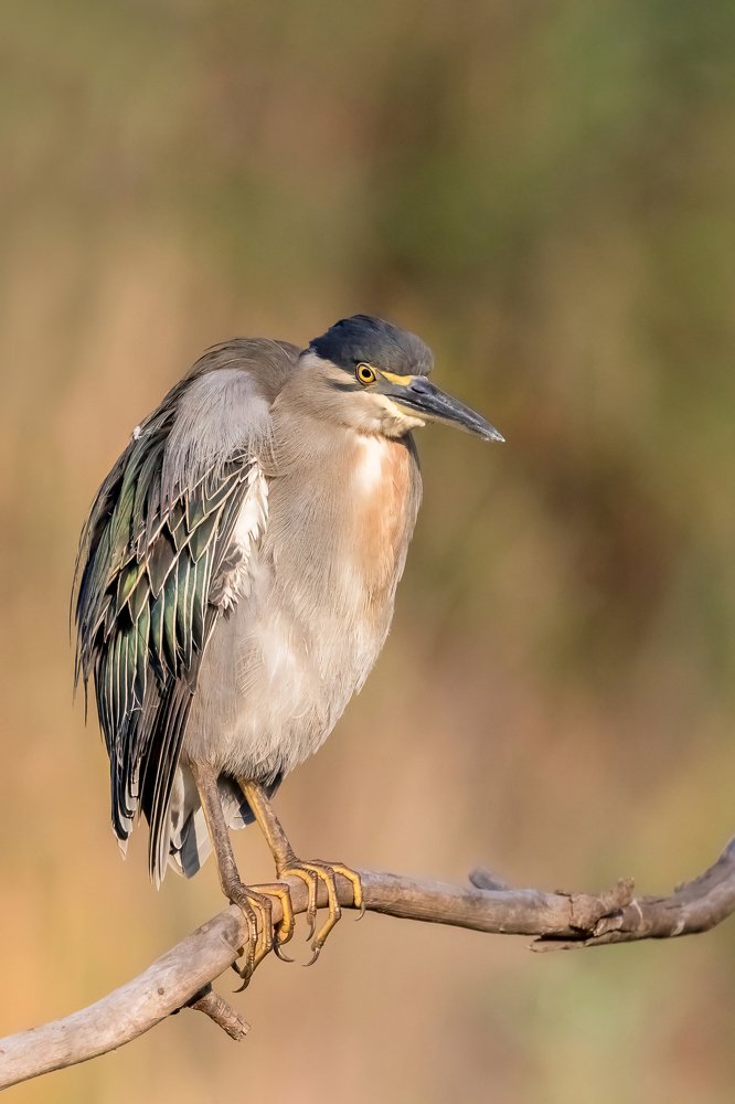 Зелёная кваква