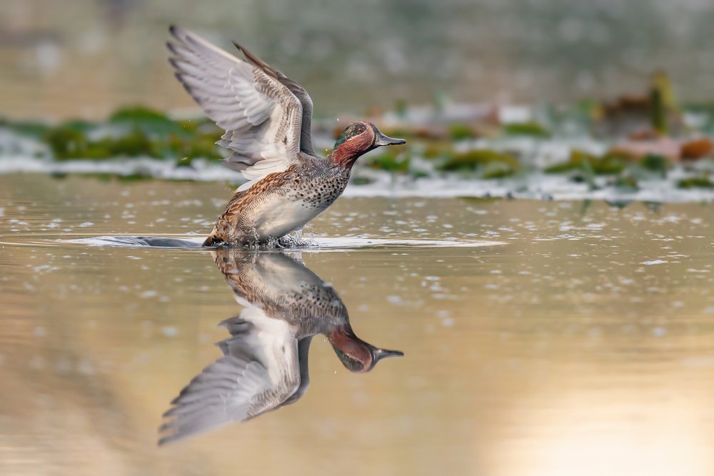 Чирок-свистунок